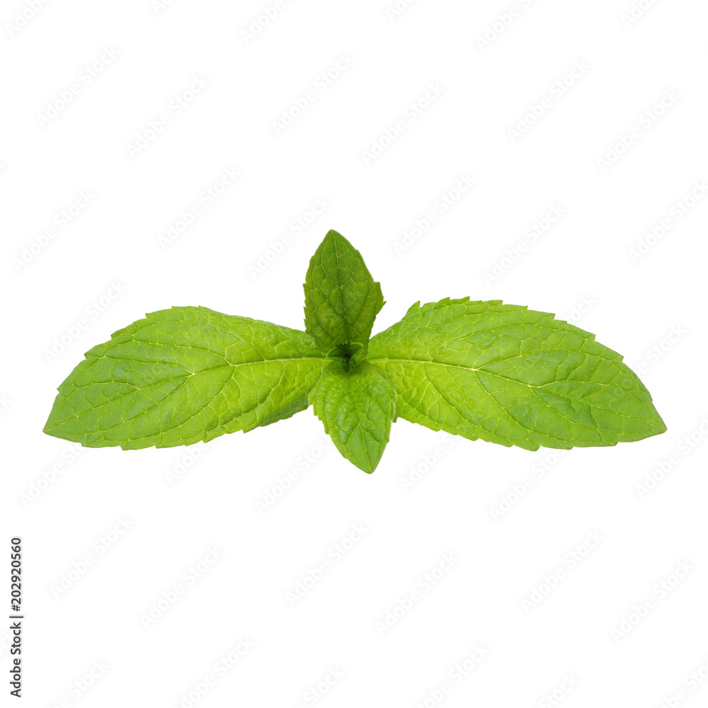 mint leaves isolated on white mint leaves isolated on white