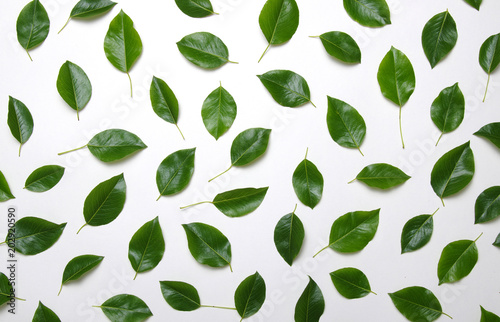 Green leaves isolated on white