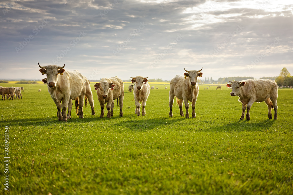 Group of cows Group of cows