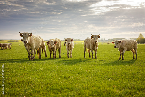 Group of cows