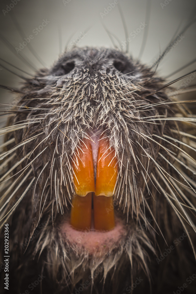 Φωτογραφία Surprising close up face to face meeting with wet coypu head Myocastor coypus coming from river with large teeth and long whiskers