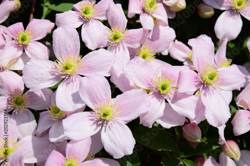 Clematis montana  Kletterpflanze  Waldrebe