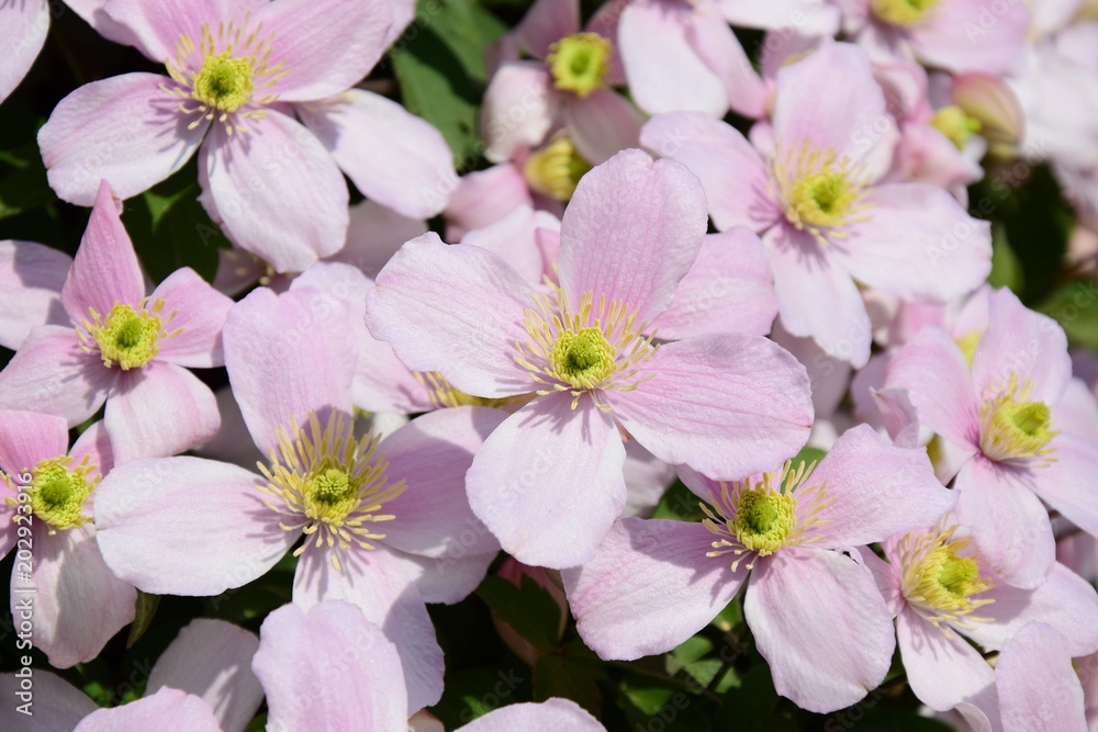 Clematis montana, Waldrebe, Kletterpflanze Clematis montana, Waldrebe, Kletterpflanze