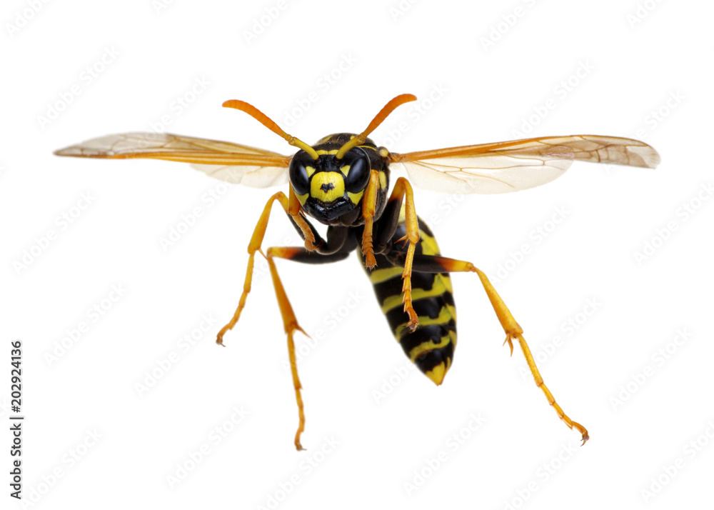 wasp isolated on white wasp isolated on white