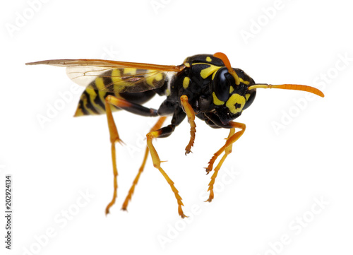 wasp isolated on white © Alekss