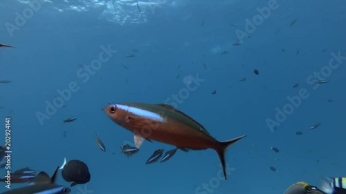 School of Dark Banded Fusilier - Pterocaesio tile swims in blue water , Indian Ocean, Maldives, Asia
 photo