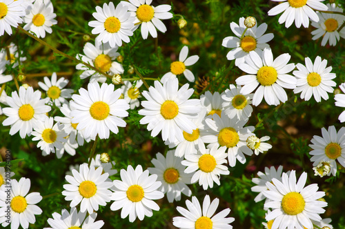 White daisy on field © Alekss