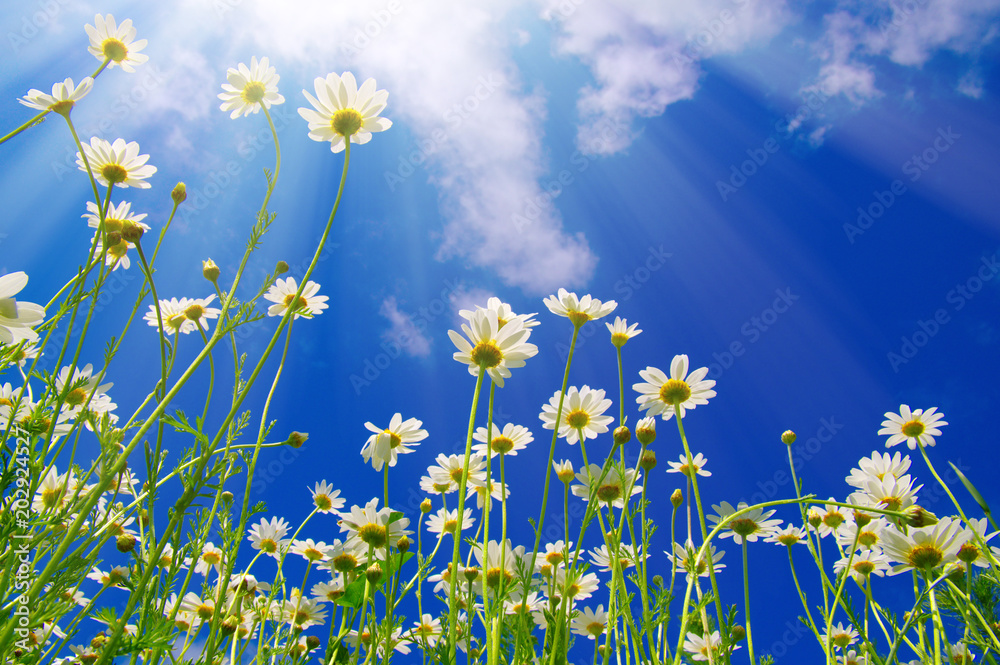 Field of daisies Field of daisies