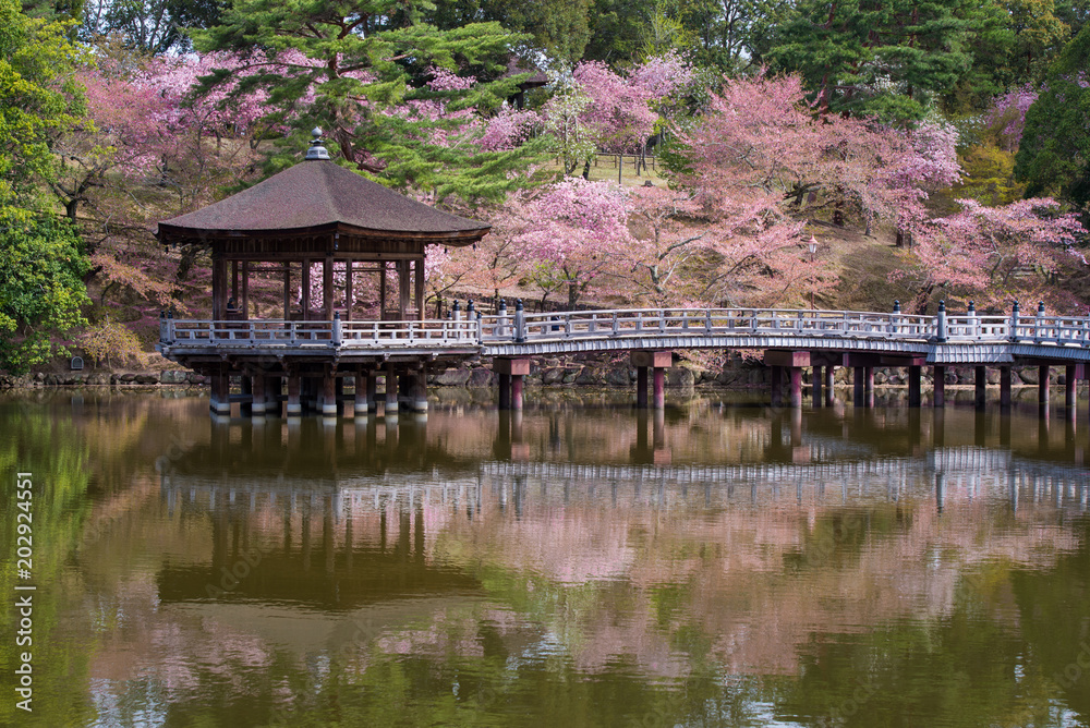 Japanese pavilion on the water with cherry blossoms Japanese pavilion on the water with cherry blossoms