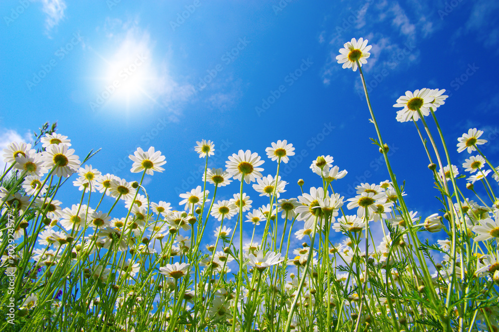 Field of daisies Field of daisies