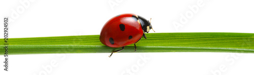 red ladybug on grass