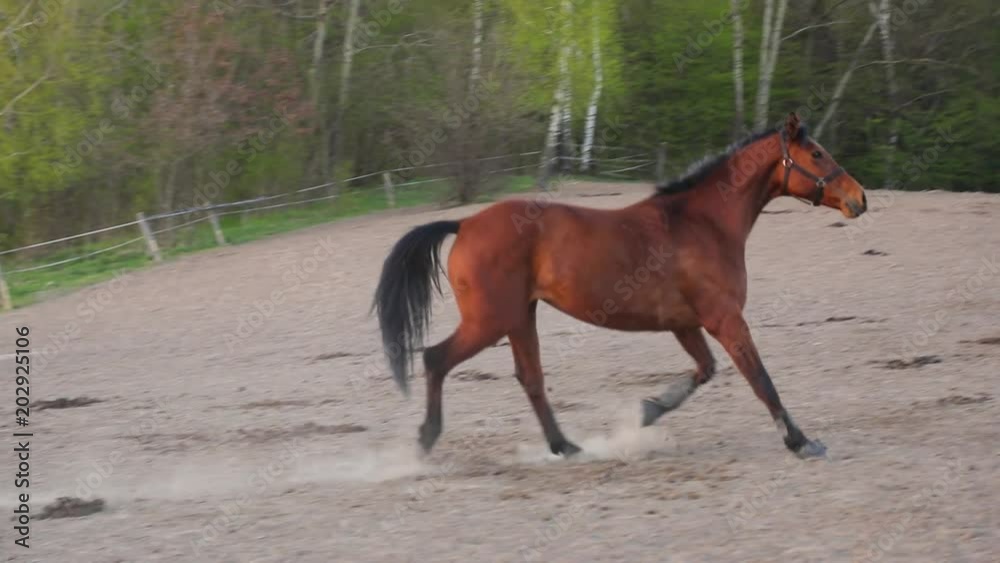 Strong horse is galloping on the meadow in evening Strong horse is galloping on the meadow in evening