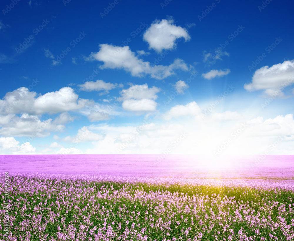 Spring flower field