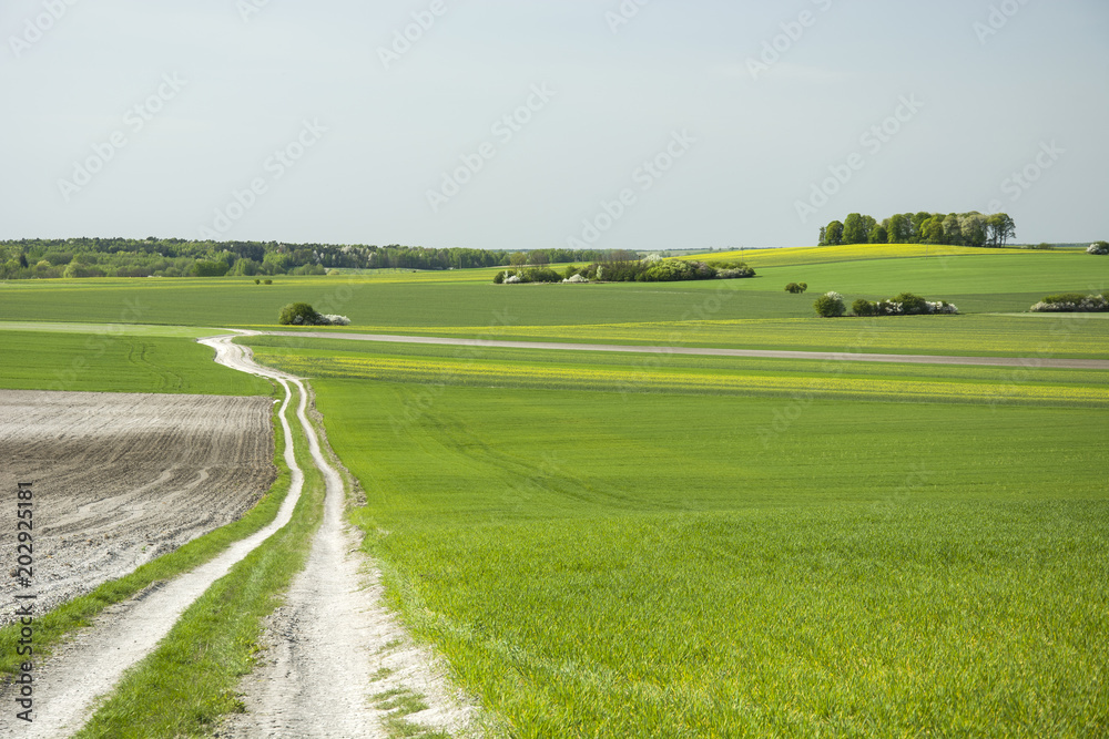 Long country road, fields and meadows
