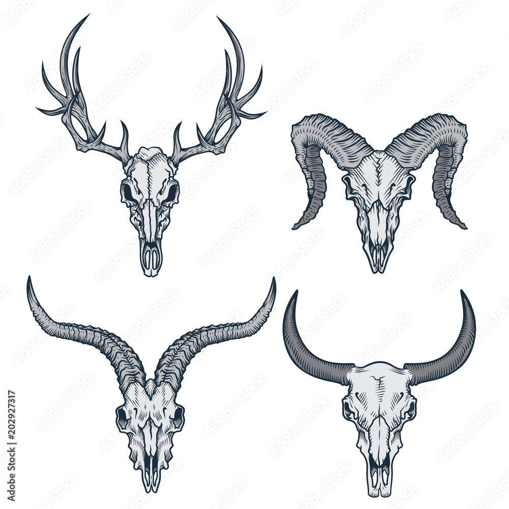 Animal skulls set. Vector illustration of deer skull, goat skull, ram skull  and bull skull in engraving graphic, ink technique. Good for posters,  t-shirt prints, tattoo design. Stock Vector | Adobe Stock