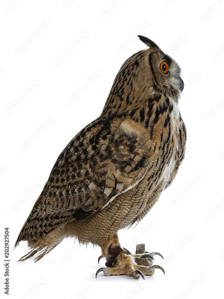 Obraz premium Turkmenian Eagle owl / bubo bubo turcomanus sitting side ways isolated on white background looking straight forward / profile
