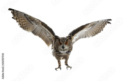 Turkmenian Eagle owl / bubo bubo turcomanus in flight / landing isolated on white background looking at lens