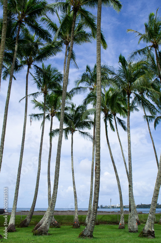 ハワイ島ヒロのヤシの木 © KEIKOLovesNature