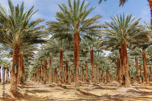 Plantation of Phoenix dactylifera, commonly known as date or date palm trees in Arava and Negev desert, Israel, cultivation of sweet delicious Medjool date fruits photo