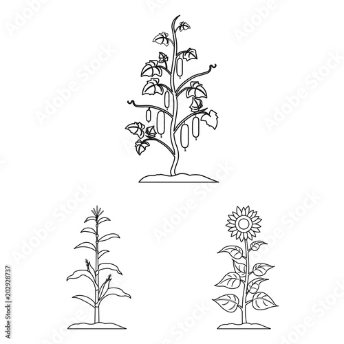 Plant, vegetable outline icons in set collection for design. Garden and harvest vector symbol stock web illustration.