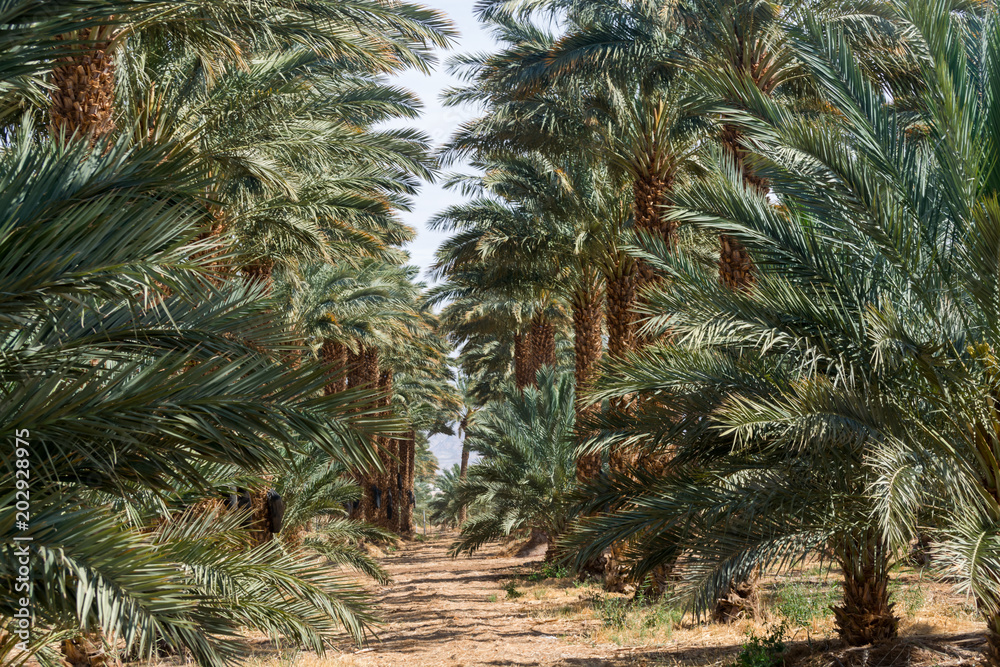 Plantation of Phoenix dactylifera, commonly known as date or date palm trees in Arava and Negev desert, Israel, cultivation of sweet delicious Medjool date fruits