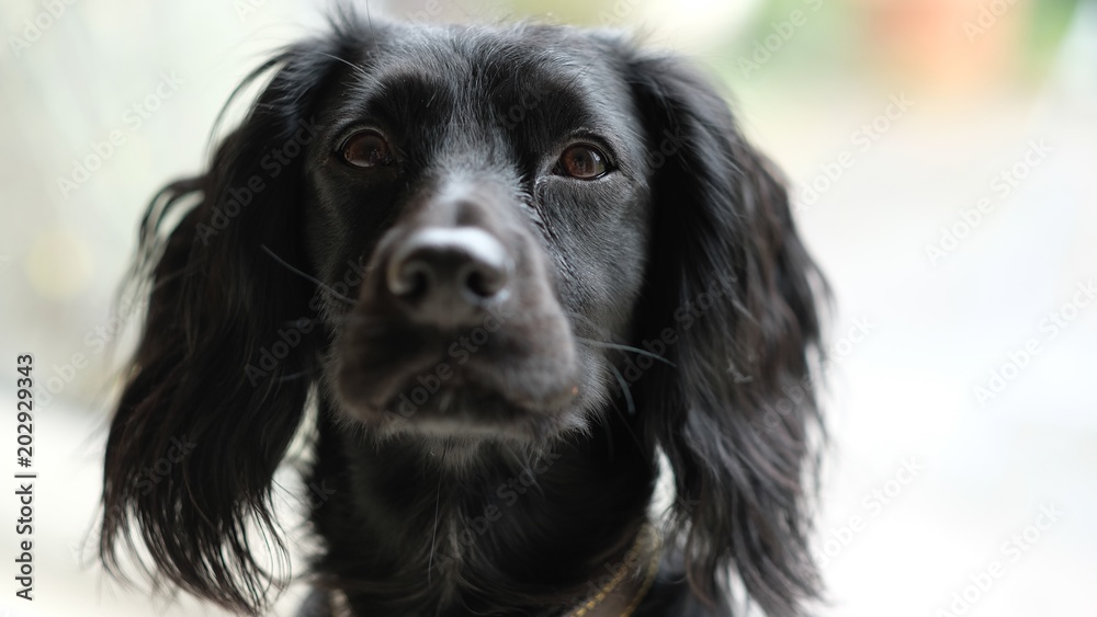 Foto Spaniel eyes