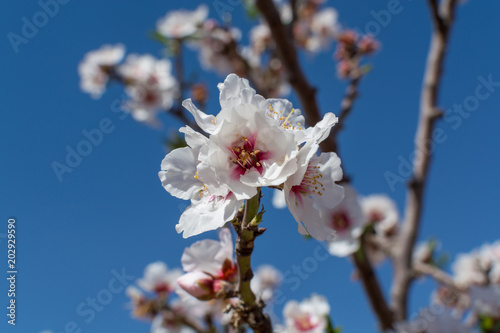 Almonds tree blossom, springtime in orchard, nature background with blue sky © barmalini