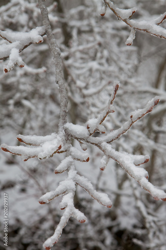 frozen branch © Денис Гвордыченко