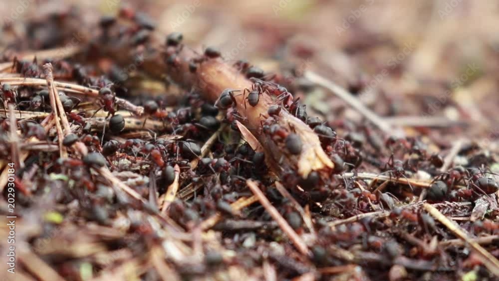 Red wood ants, Formica rufa, soldiers defending their nest in a pine forest in scotland during a sunny day in April. Red wood ants, Formica rufa, soldiers defending their nest in a pine forest in scotland during a sunny day in April.