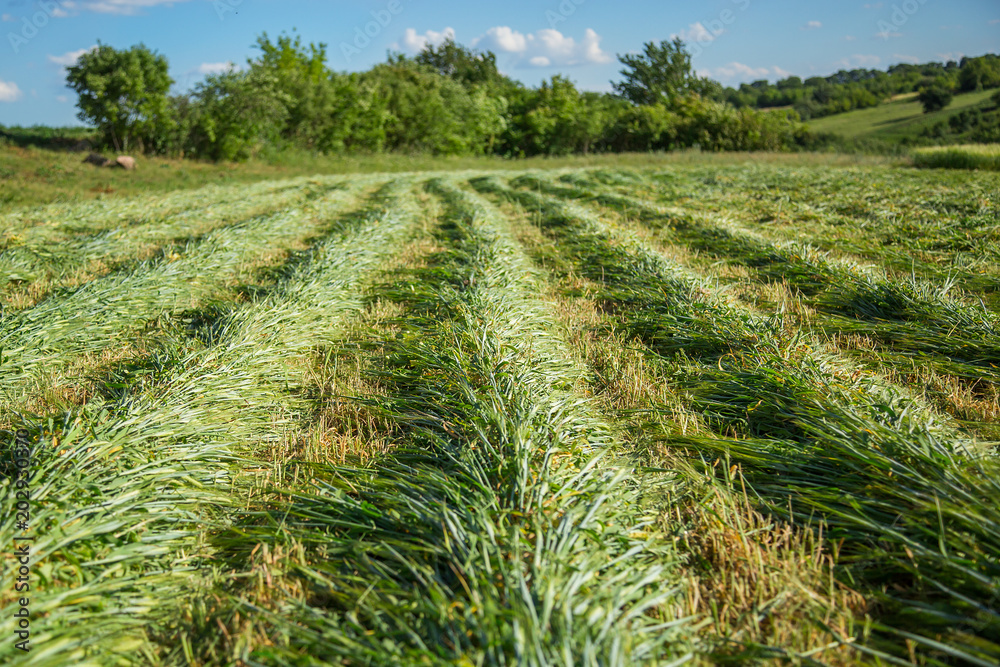 Work on an agricultural farm