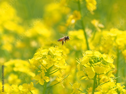 ミツバチのホバリング © mikansana