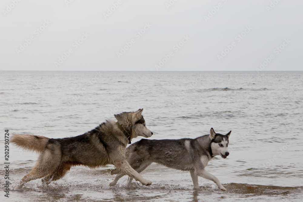 Couple of husky dogs playing on seaside Couple of husky dogs playing on seaside