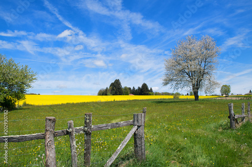 Landscape French Limousin with rape seed