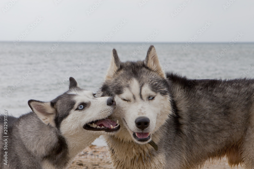 Couple of husky dogs playing on seaside Couple of husky dogs playing on seaside