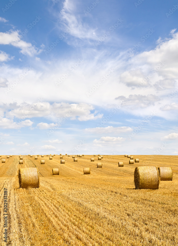 Field with straw bales after harvest on a background cloudy sky
