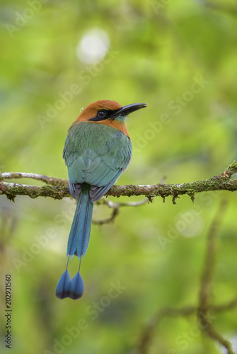 Broad-billed Motmot - Electron platyrhynchum, beautiful colorful motmot from Central America forests, Costa Rica. photo
