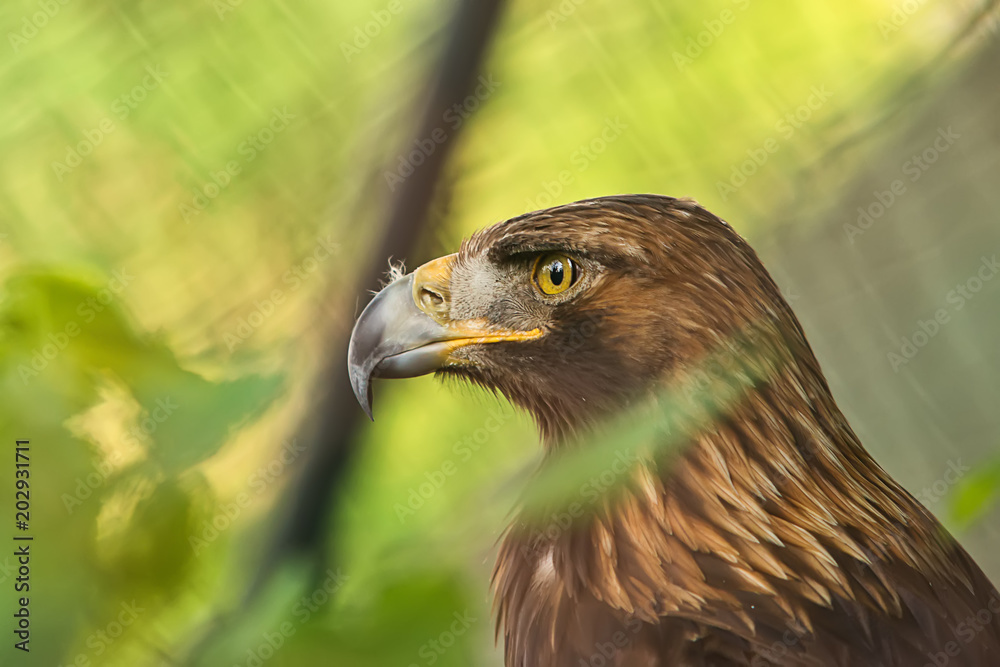Naklejka premium Golden eagle in captivity