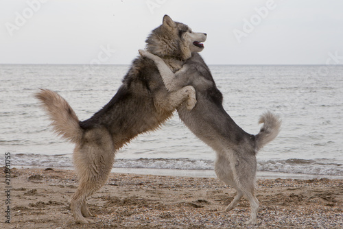 Photography Couple of husky dogs playing on seaside