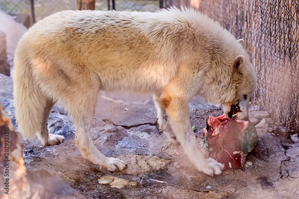 Naklejka premium Arctic Wolf in captivity