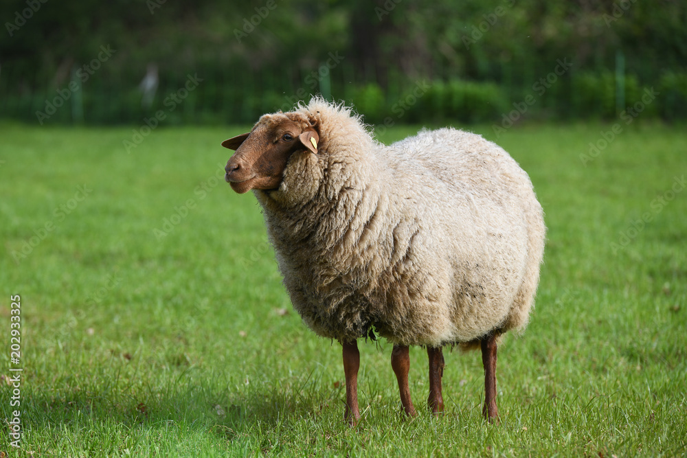 Fototapeta premium Coburger Fuchsschaf