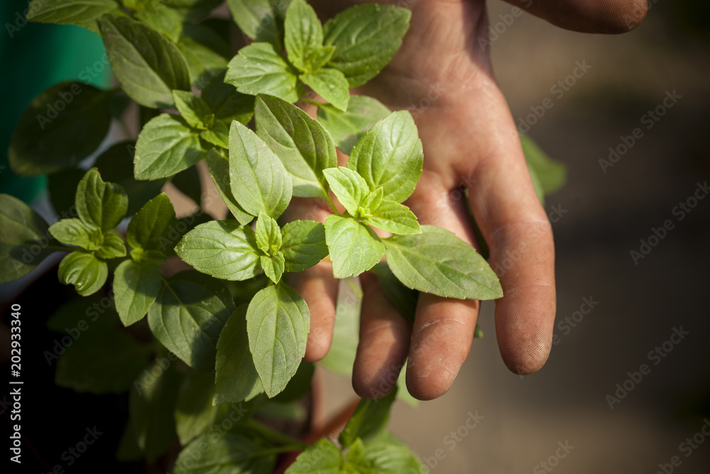 Basil Basil