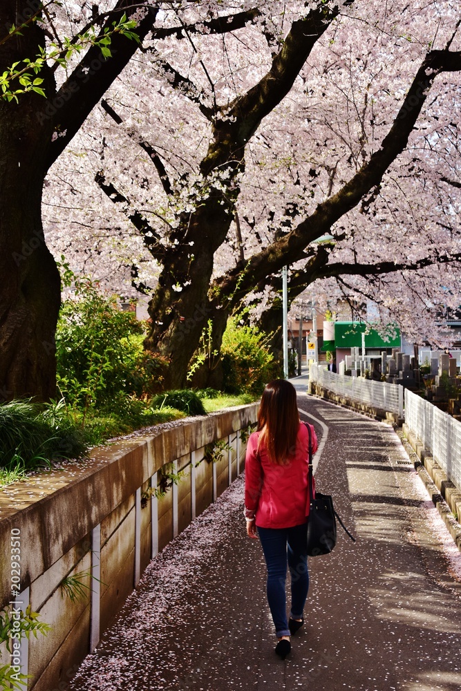 Somei Reien Cemetery and cherry blossom, Tokyo, Japan Somei Reien Cemetery and cherry blossom, Tokyo, Japan
