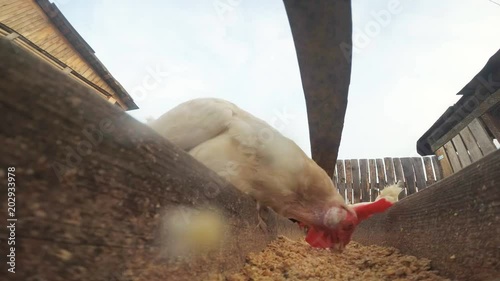 Chickens in the hen house eat food. Extreme shooting on the action camera which lies right in the bowl with food. Lovely chickens look and peck right next to the camera.