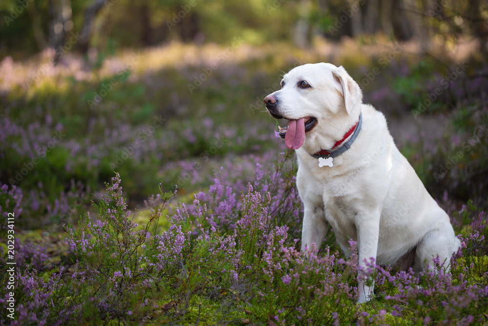 Labrador retriever in heather flowers