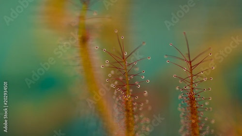 Drosera