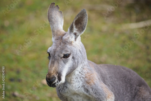 Portrait of a kangaroo (Macropus rufus)