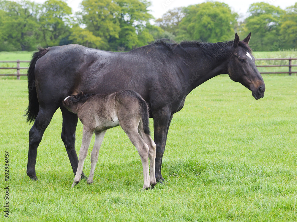 Mare and Foal Mare and Foal