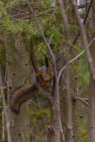 Curious squirrel