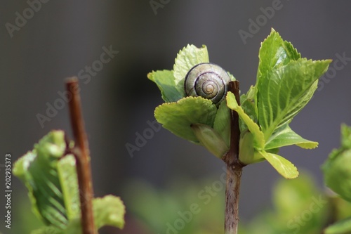 Snail on Hortentia