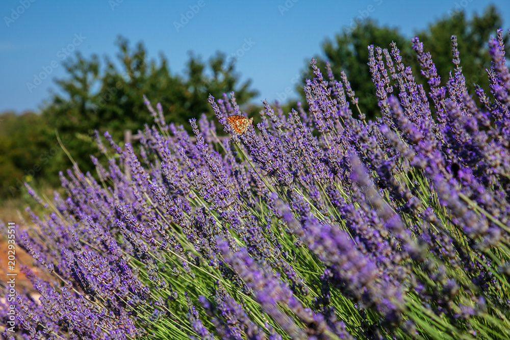 butterfly sitting on a lavender